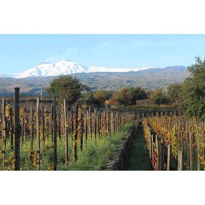 07/08/25 Wine Tasting - Summer in Europe: Sicily - 6pm