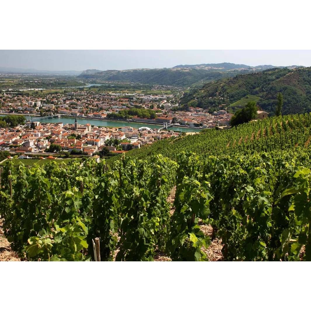 08/19/25 Wine Tasting - Summer in Europe: Rhône Valley - 6pm
