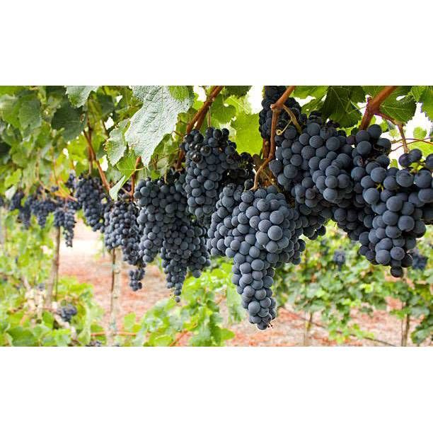 09/23/25 Wine Tasting - Syrah - 6PM