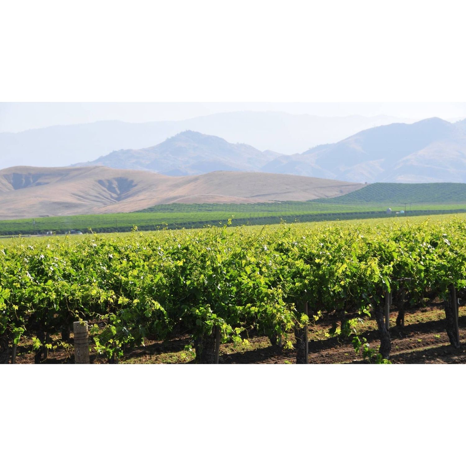 10/21/25 Wine Tasting - Hidden California: Sierra Foothills - 6PM