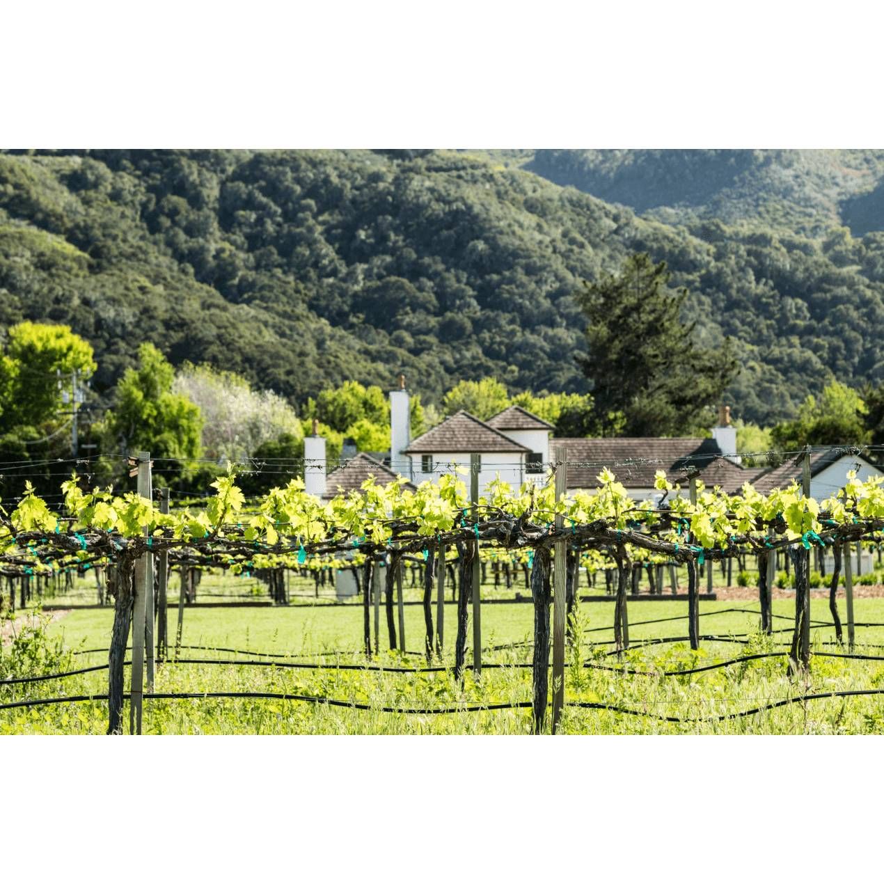 10/28/25 Wine Tasting - Hidden California: Monterey - 6PM