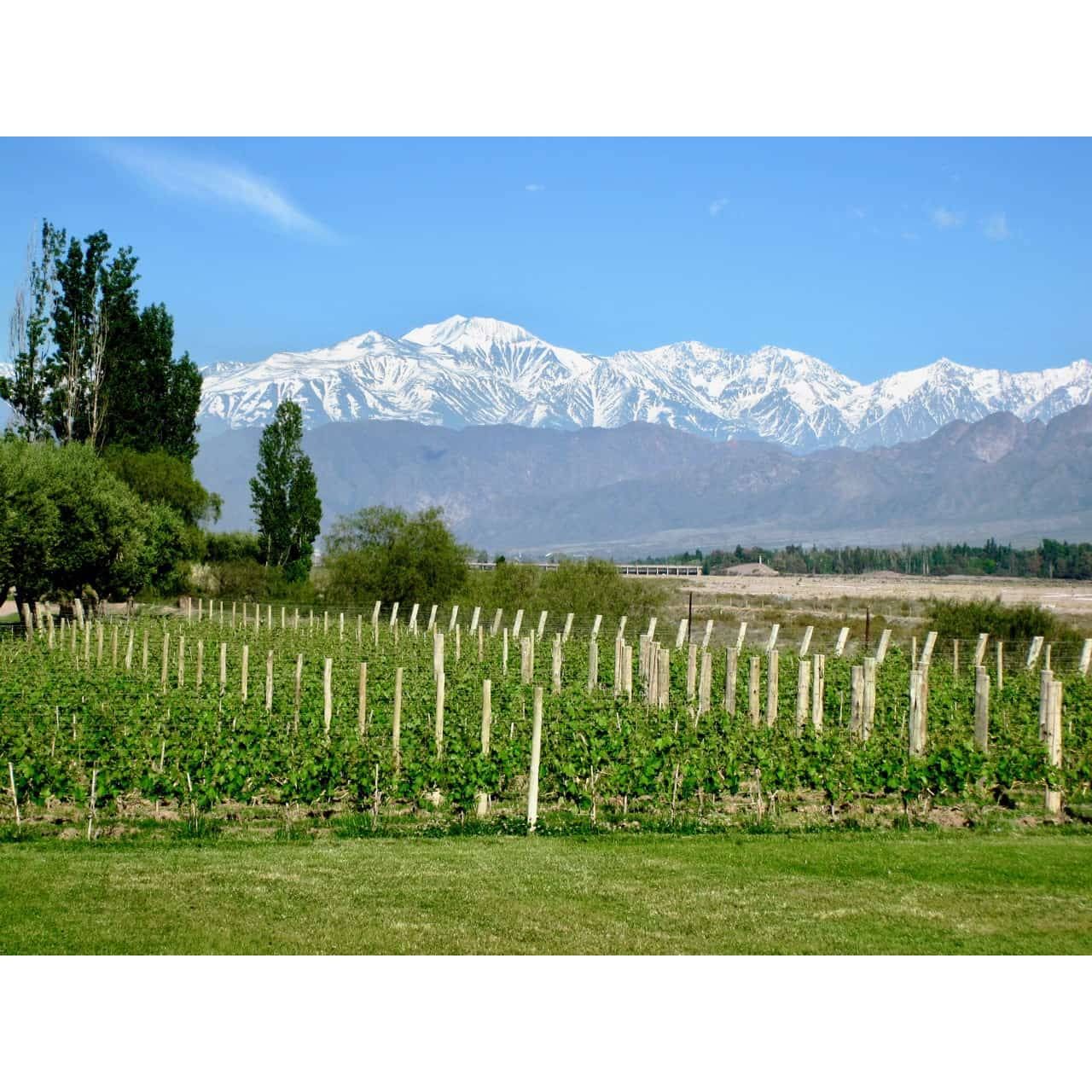 11/04/25 Wine Tasting - Southern Hemisphere: Argentina - 6PM