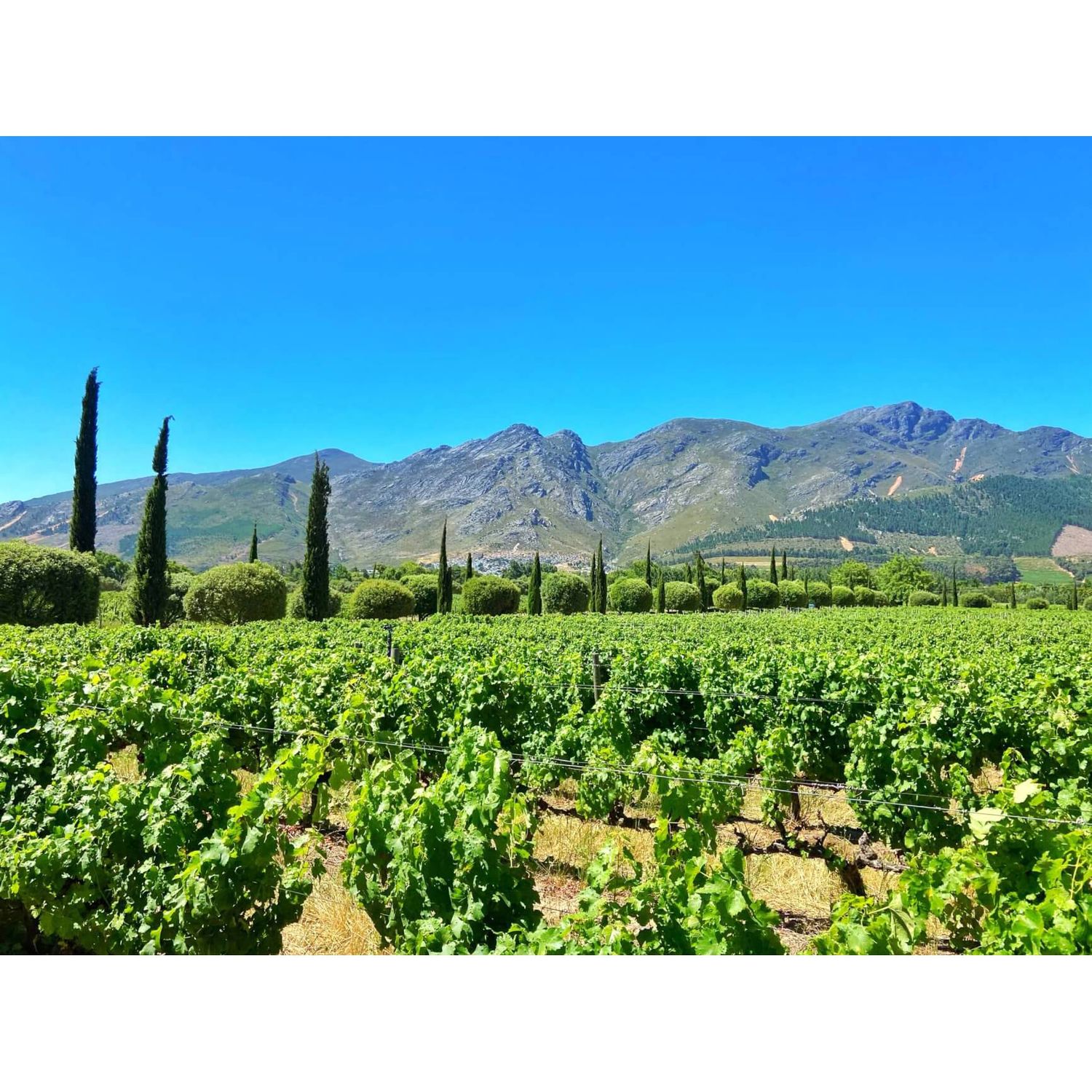 11/11/25 Wine Tasting - Southern Hemisphere: South Africa - 6PM