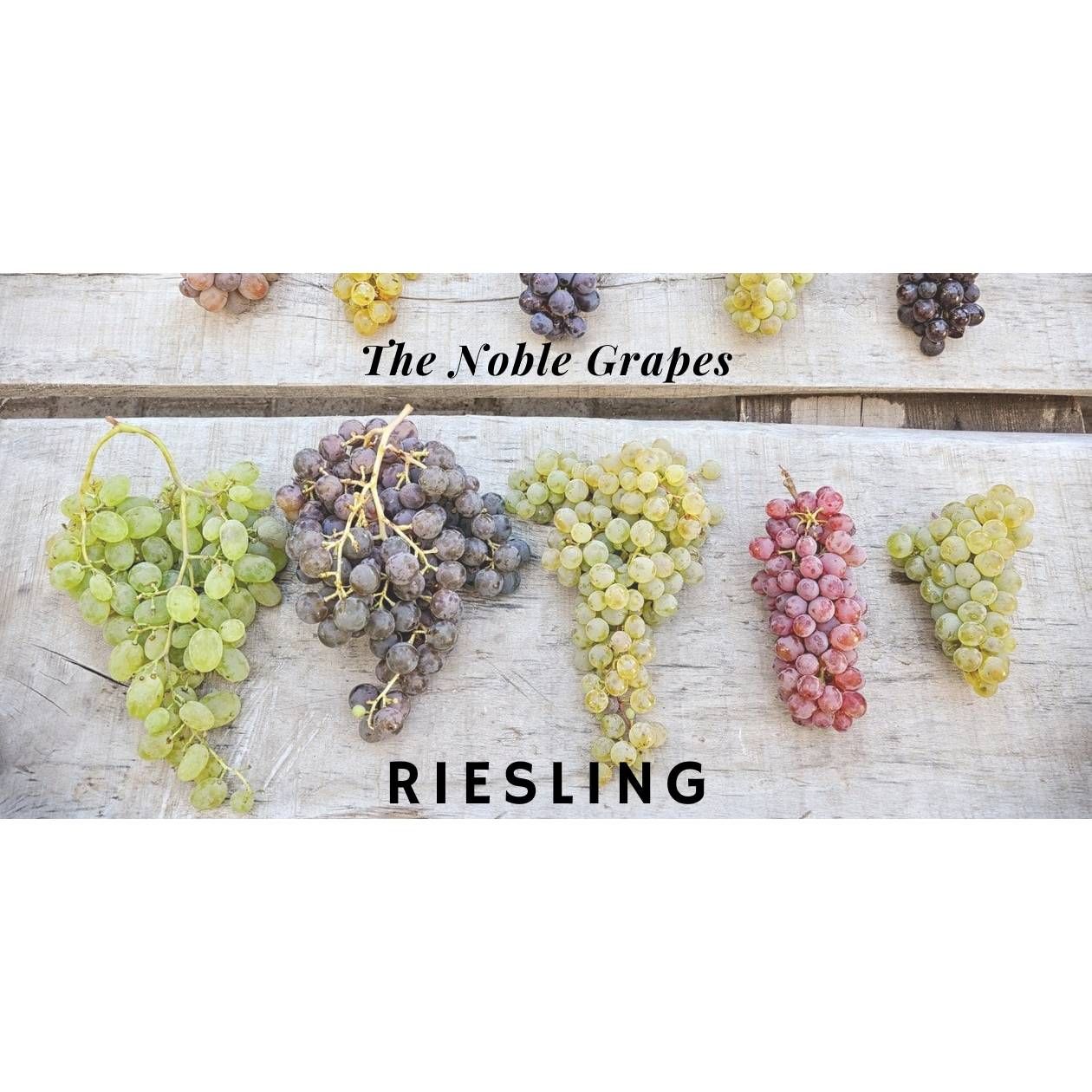 01/13/26 Wine Tasting - The Noble Grapes: Riesling - 6PM