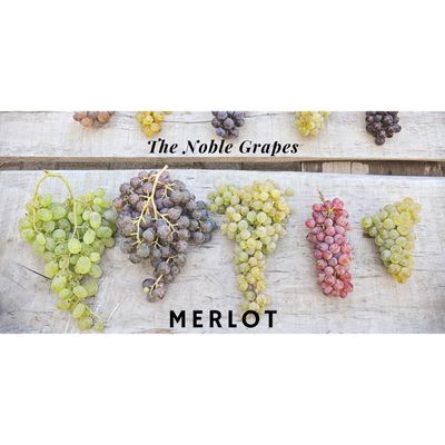 01/20/26 Wine Tasting - The Noble Grapes: Merlot - 6PM