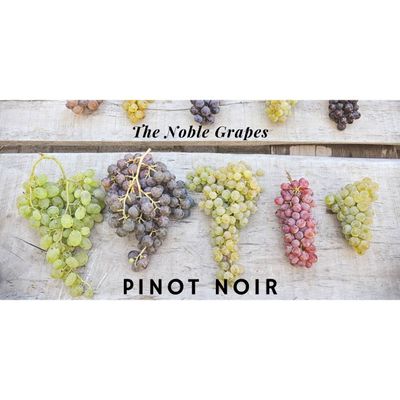 02/03/26 Wine Tasting - The Noble Grapes: Pinot Noir - 6PM