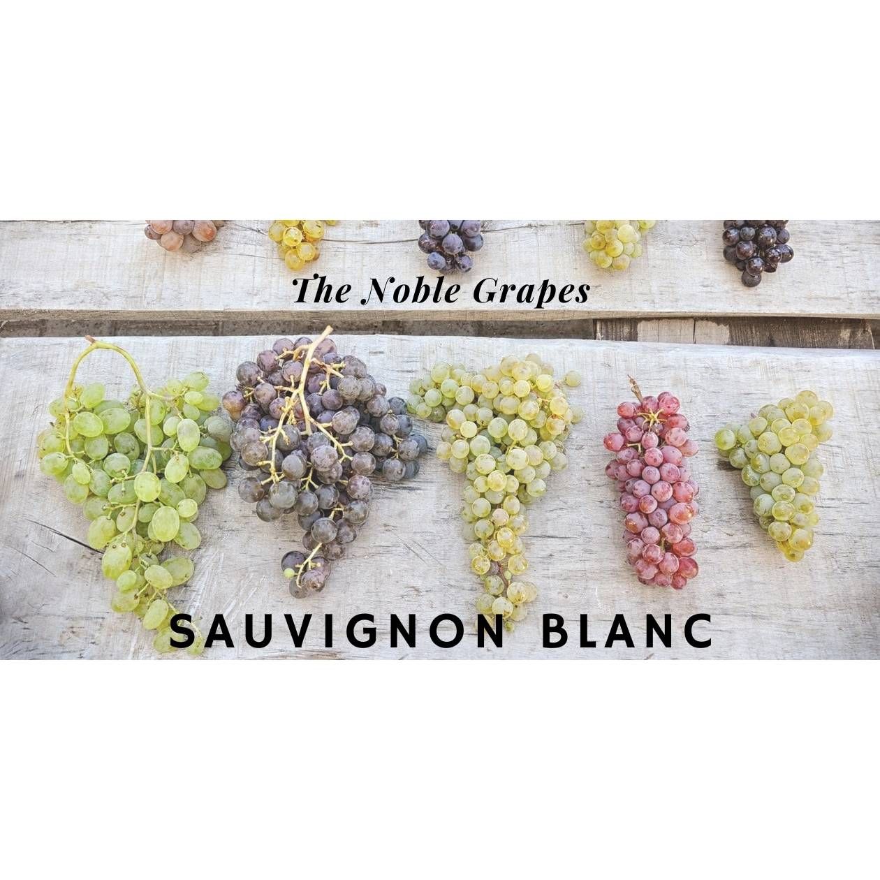 01/27/26 Wine Tasting - The Noble Grapes: Sauvignon Blanc- 6PM