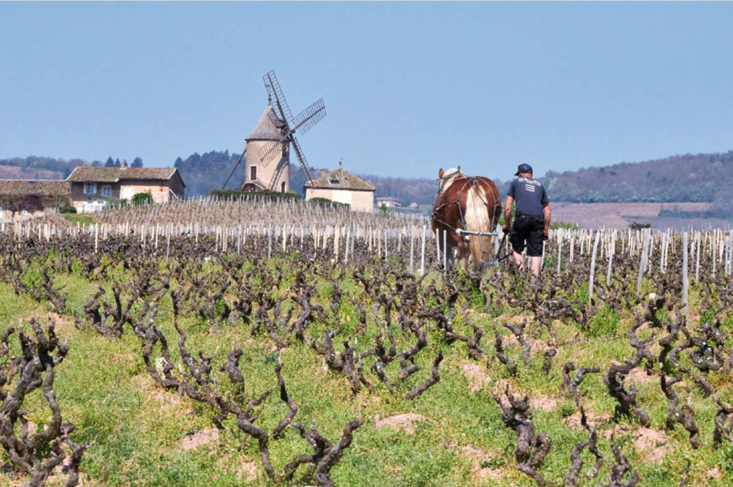 06/23/26 Wine Tasting - Summer in France: Beaujolais - 6pm
