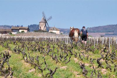 06/23/26 Wine Tasting - Summer in France: Beaujolais - 6pm