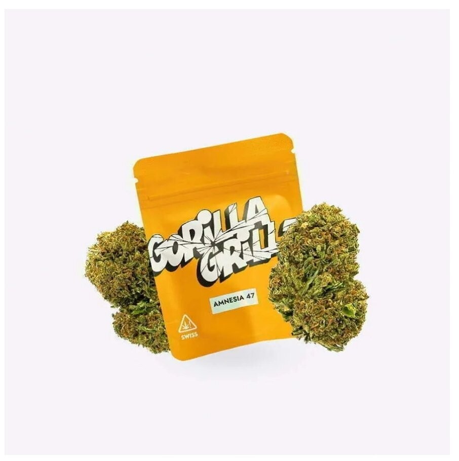 amnesia 47 5G – 10% cbd