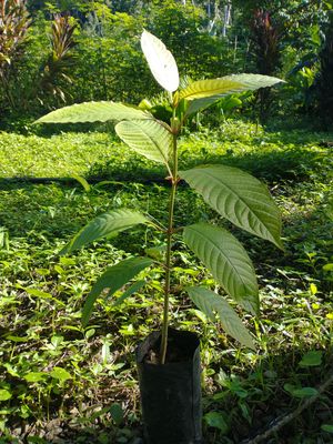 Thai Kratom Plant