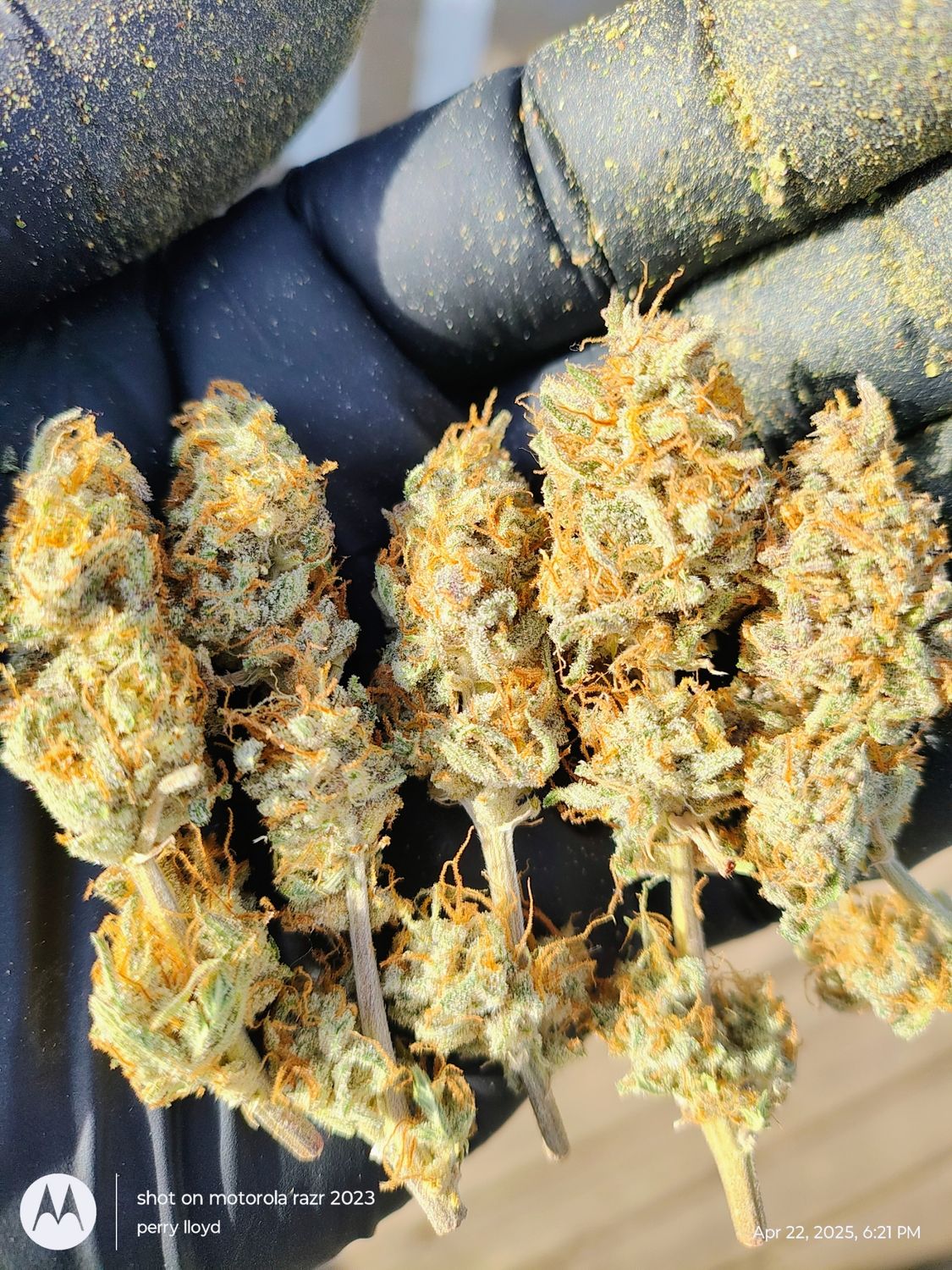 Purple smile (5pk)