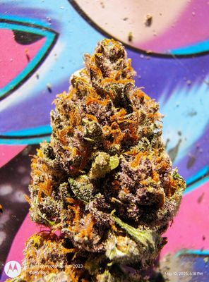 Blueberry decay (5pk)