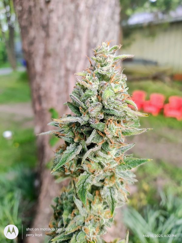Strawberry fire (5pk)