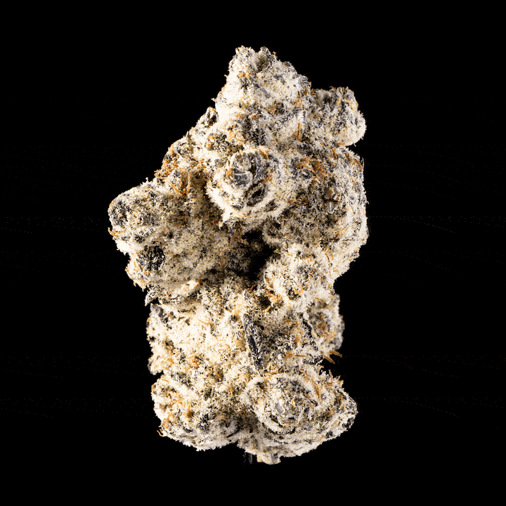 Devil’s Mistress | 50:50 Hybrid |