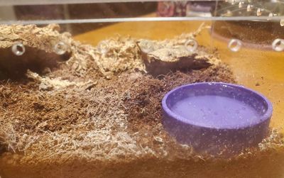 Tarantula Water Dish