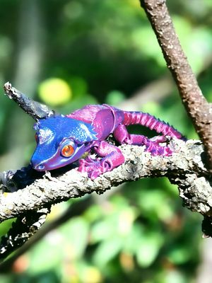 Rainbow Geckos