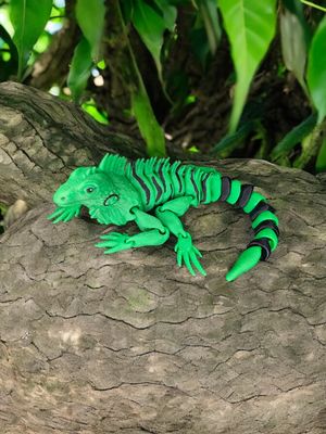 Iguana