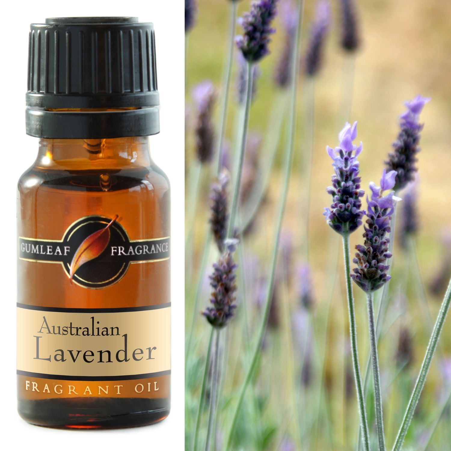 Australian Lavender Fragrance Oil