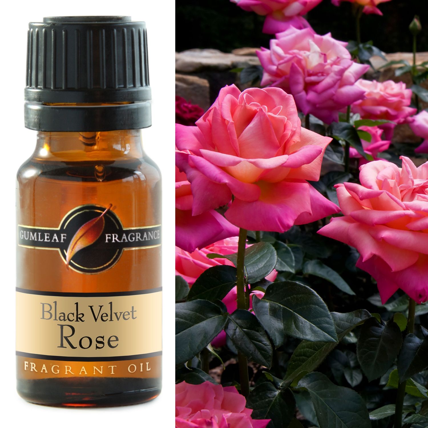 Black Velvet Rose Fragrance Oil