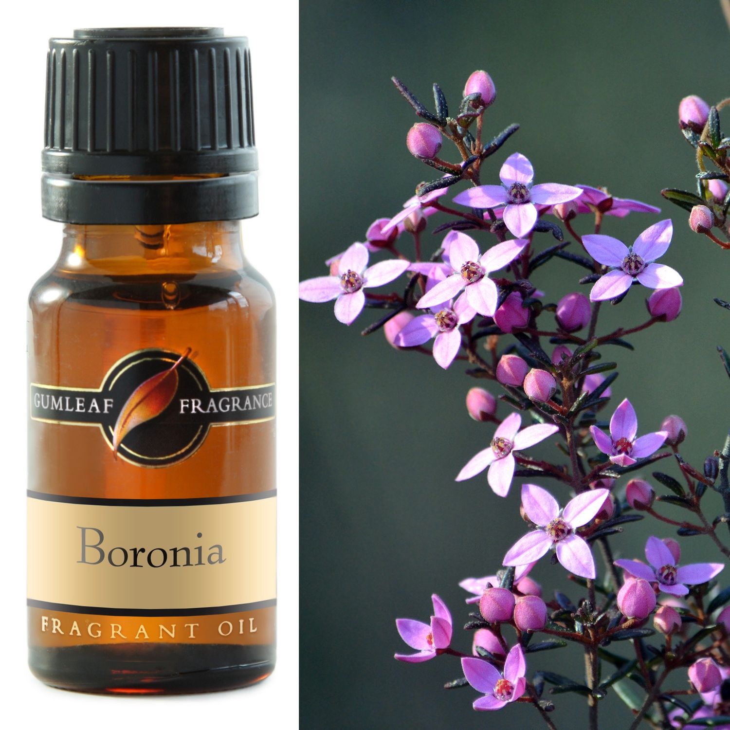 Boronia Fragrance Oil