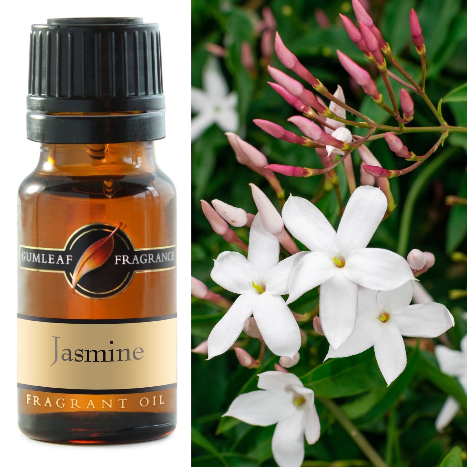 Jasmine Fragrance Oil