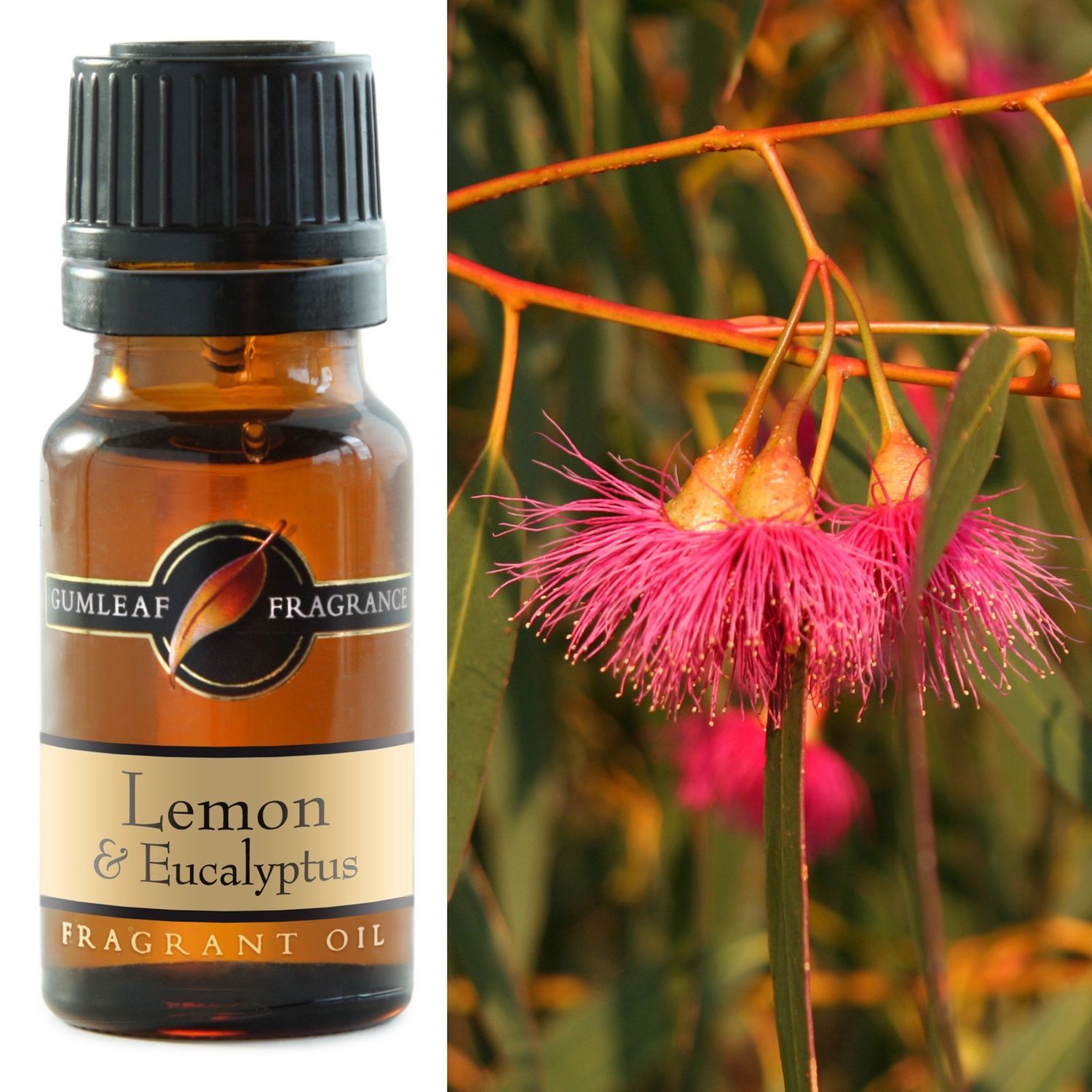 Lemon &amp; Eucalyptus Fragrance Oil