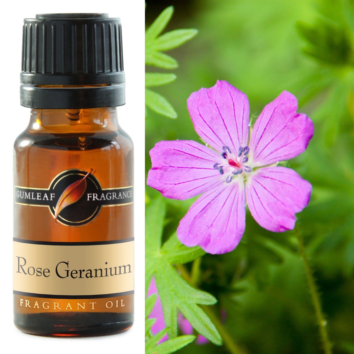 Rose Geranium Fragrance Oil