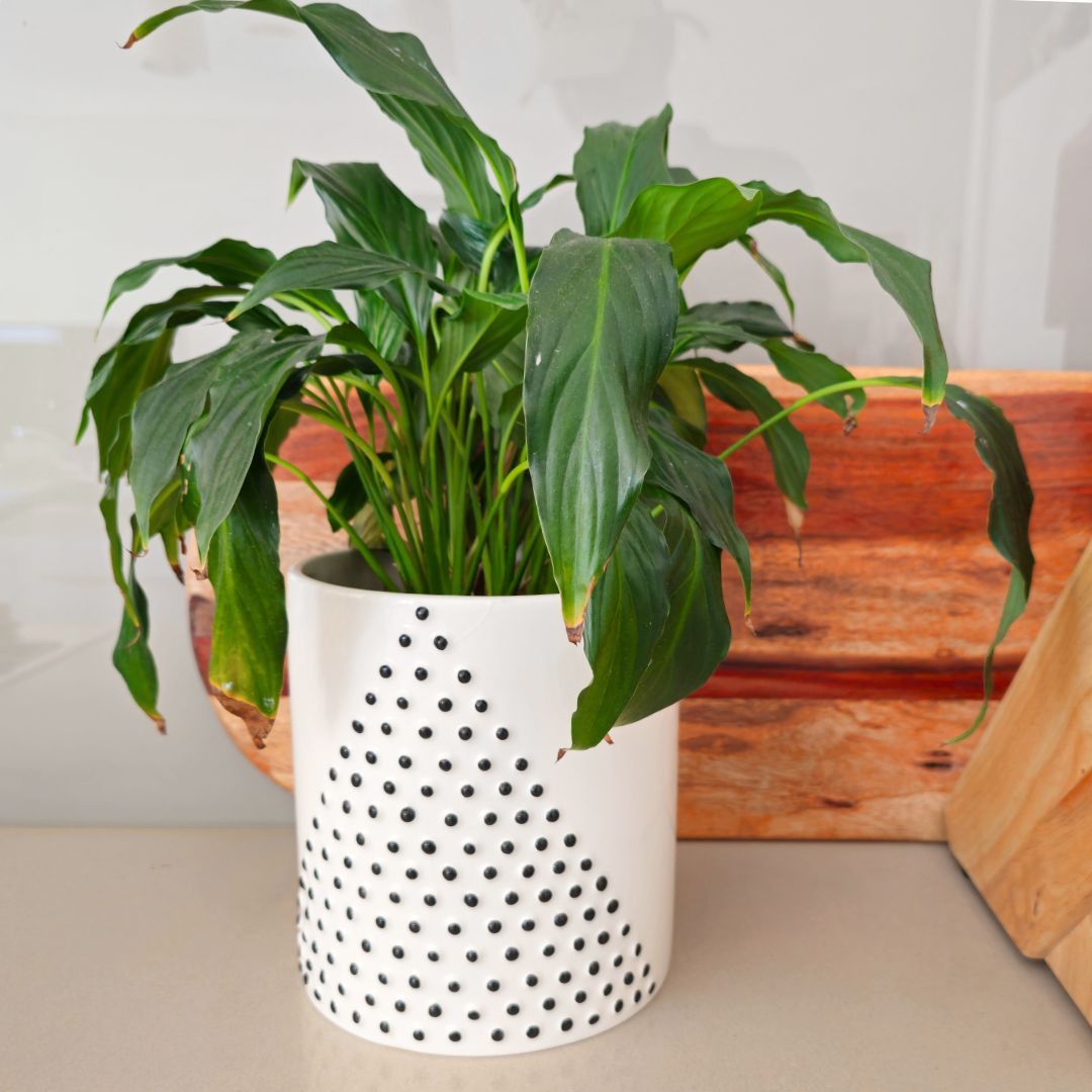 Pyramid Dot Pot Set of 2