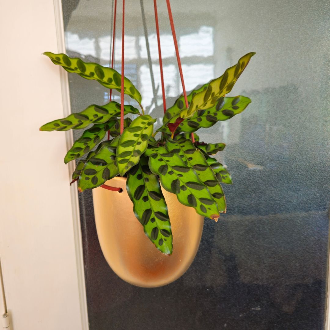 Bronze Ceramic Hanging Pot