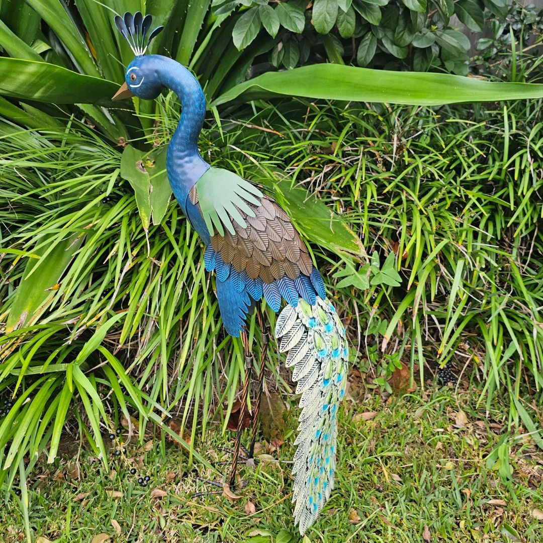 STANDING PEACOCK (64cm)