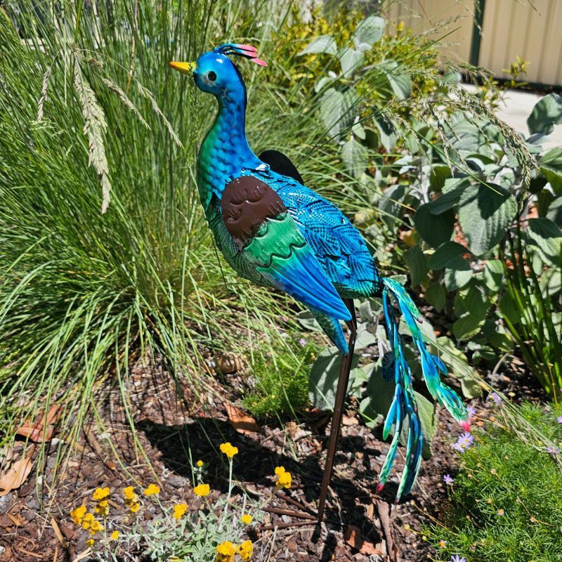 PEACOCK