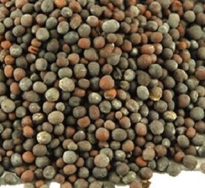 Mustard Seed (black)
