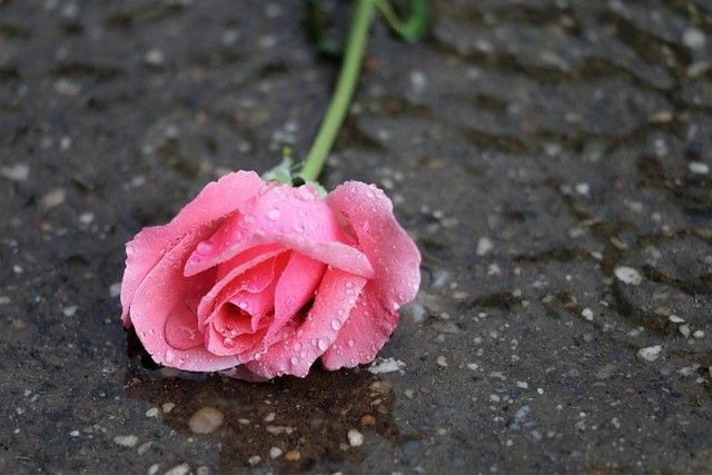 Dorinia – Firmenich