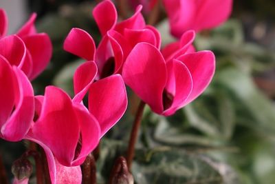 Cyclamen Aldehyde Extra – Givaudan