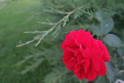 Geraniol 98% - BASF