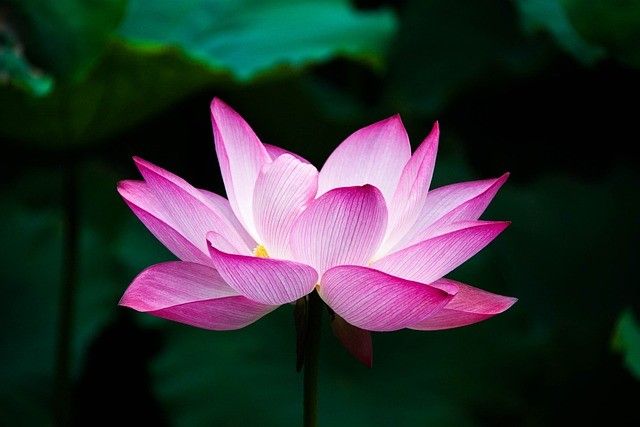 Pink Lotus Absolute