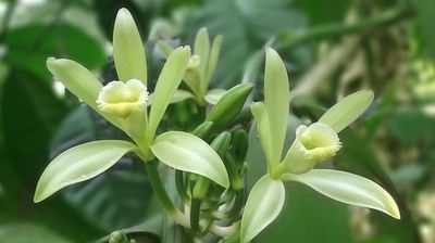 Vanilla Planifolia Absolute