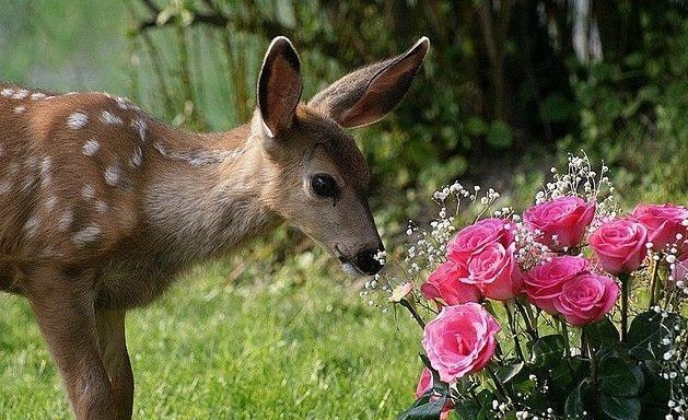 Rose Musk Accord