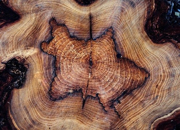 Mysore Wood - DSM/FIRMENICH