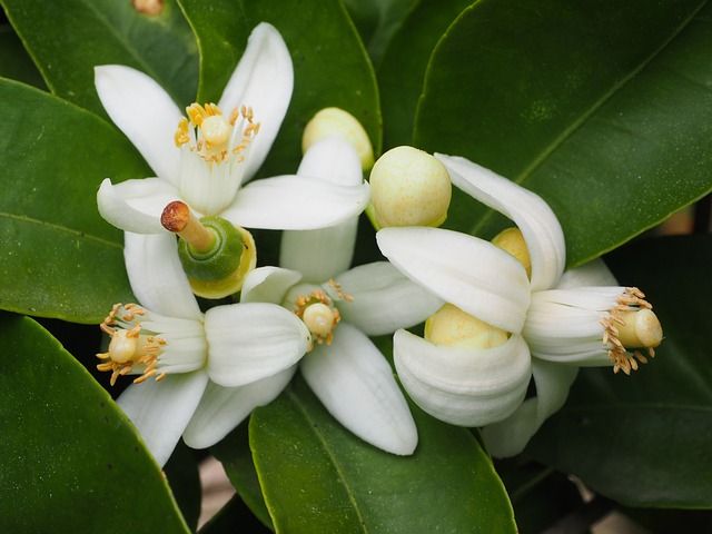 Orange Blossom Accord
