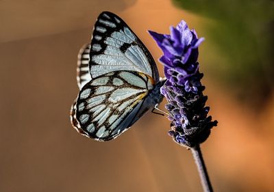 Lavandin Grosso Essential Oil - Albert Vieille (France)