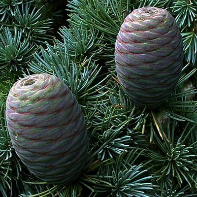 Cedarwood Atlas Essential Oil - Albert Vieille (Morocco)
