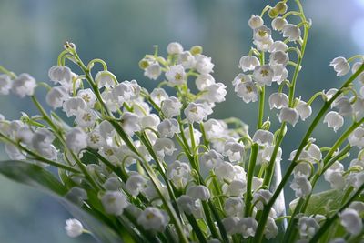 Florol - DSM/FIRMENICH
