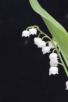 Hydroxycitronellal - BASF