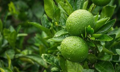 Green Mandarin Essential Oil - Cold Pressed (Brazil)