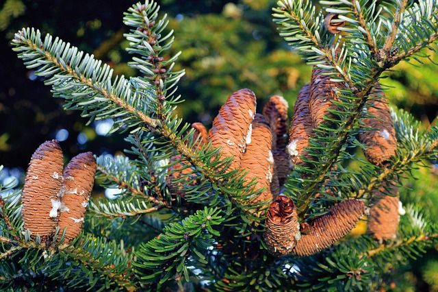 Siberian Fir Needle Accord