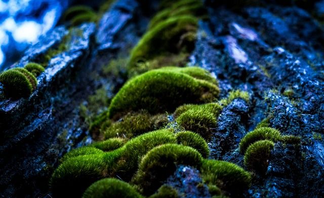 Mossy Citrus Chypre Accord