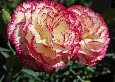 Carnation Accord