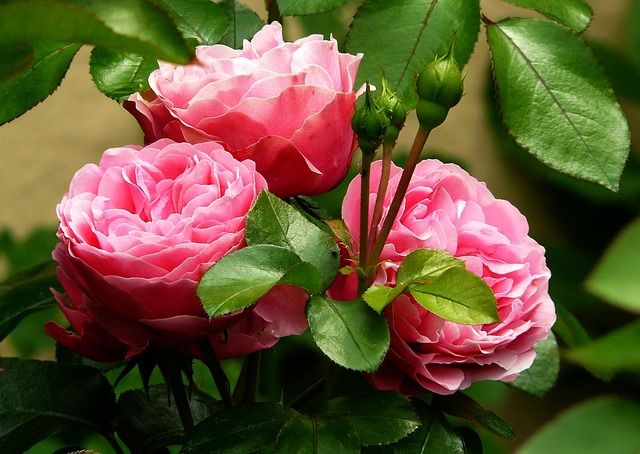 Rose Maroc Absolute (Rosa Centifolia) - Bulgaria